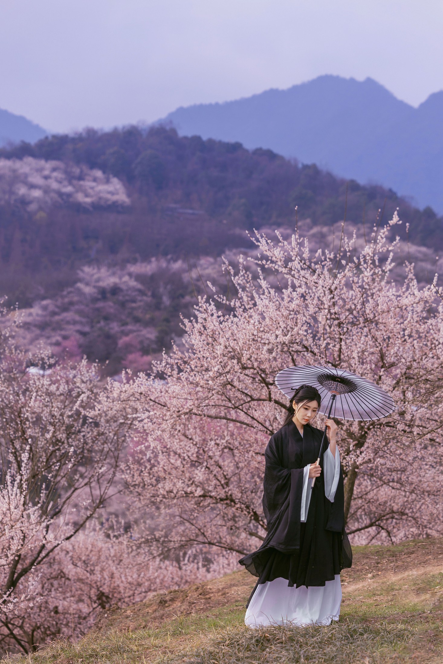 木哥 – 《樱花》[41P]