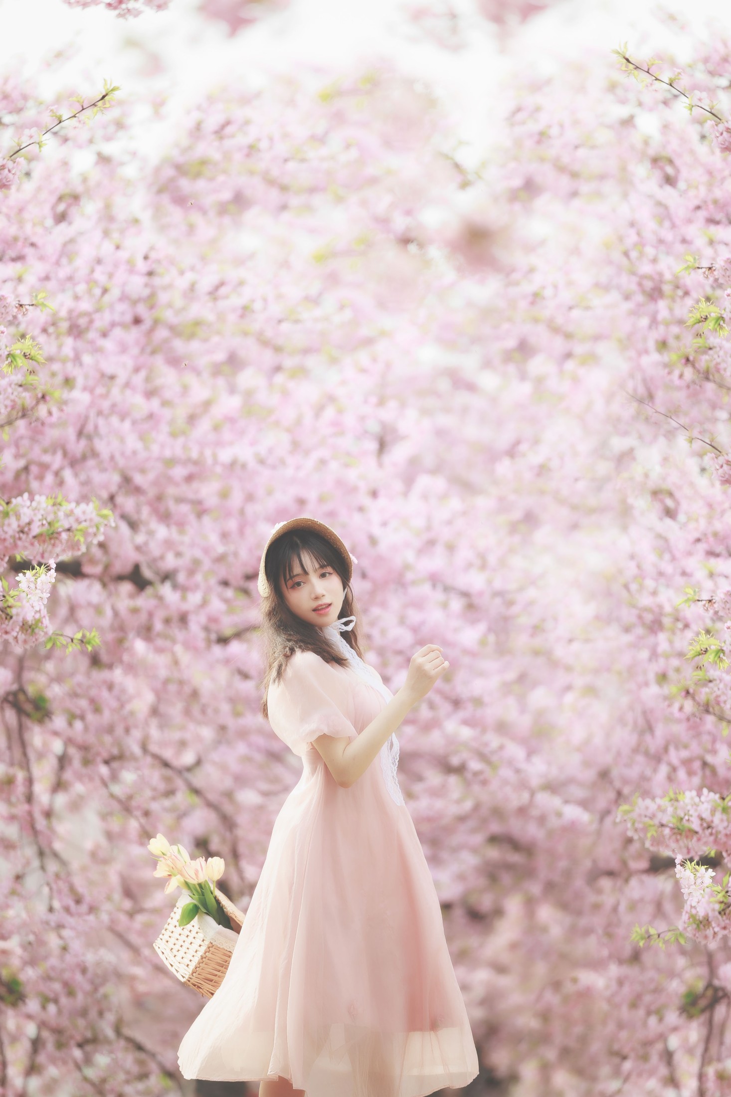 贰加六 – 《樱之浪漫》[24P]