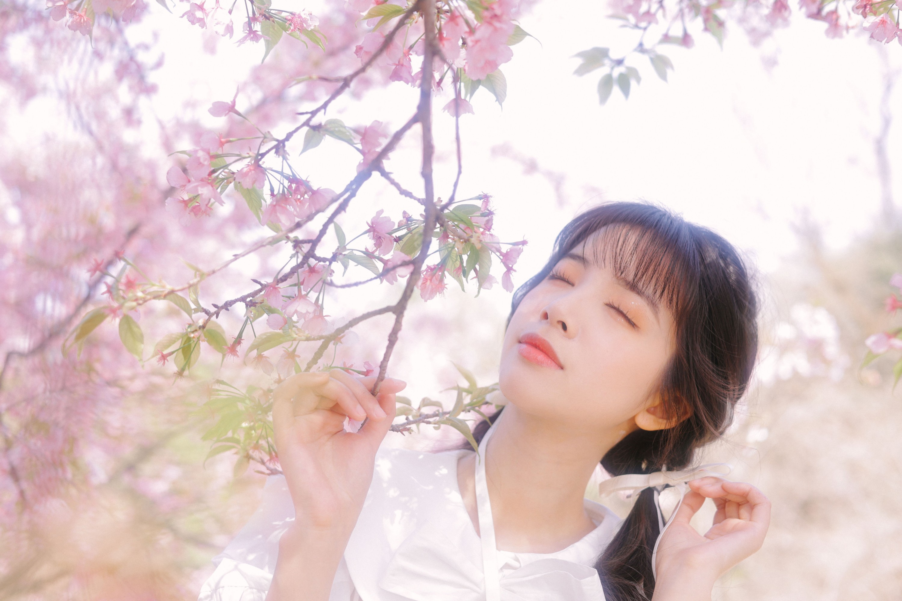 一只阿梦崽 – 《粉樱》[29P]