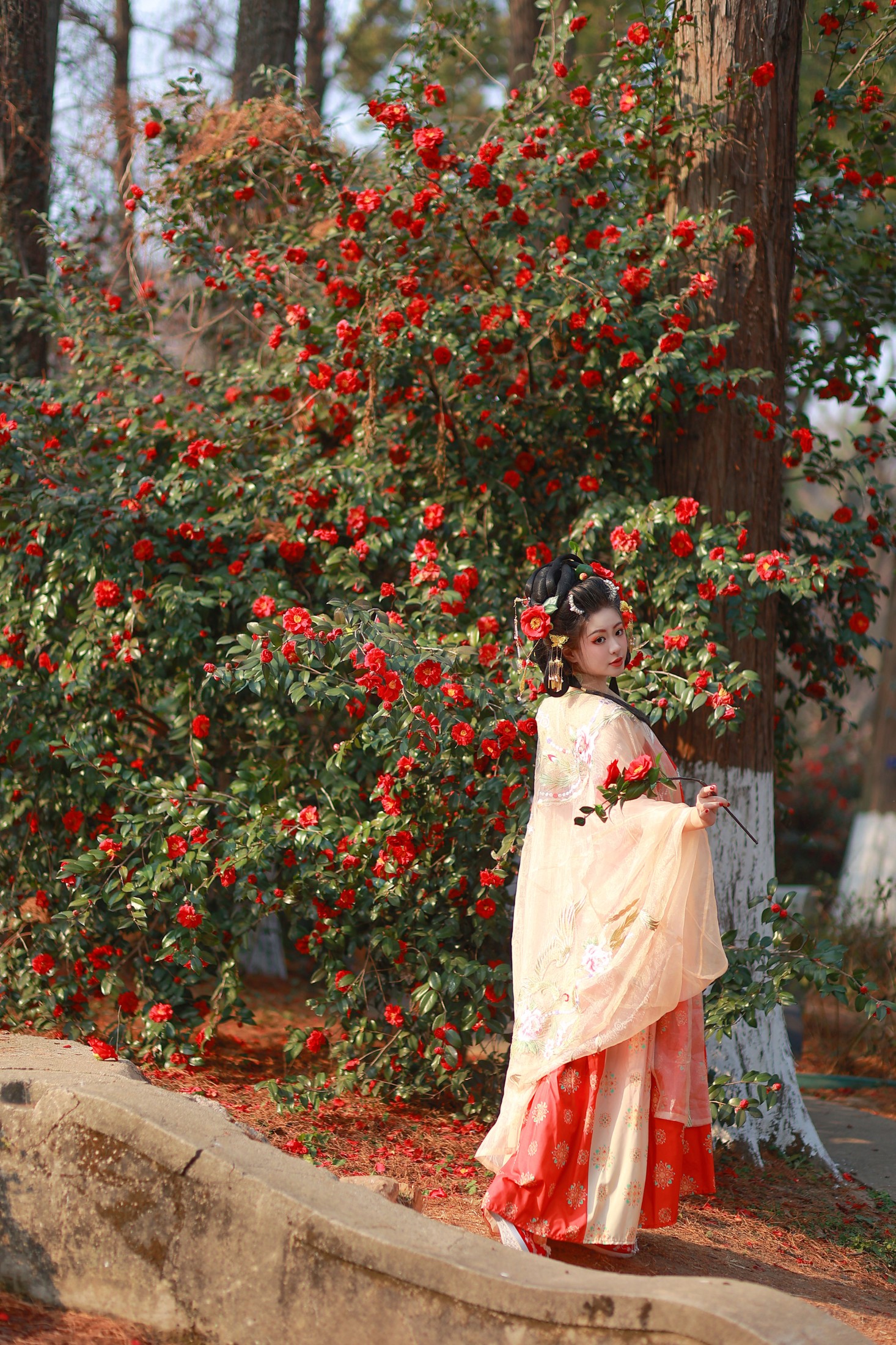 不可爱的禾禾喵 – 《山茶晚照》[27P]