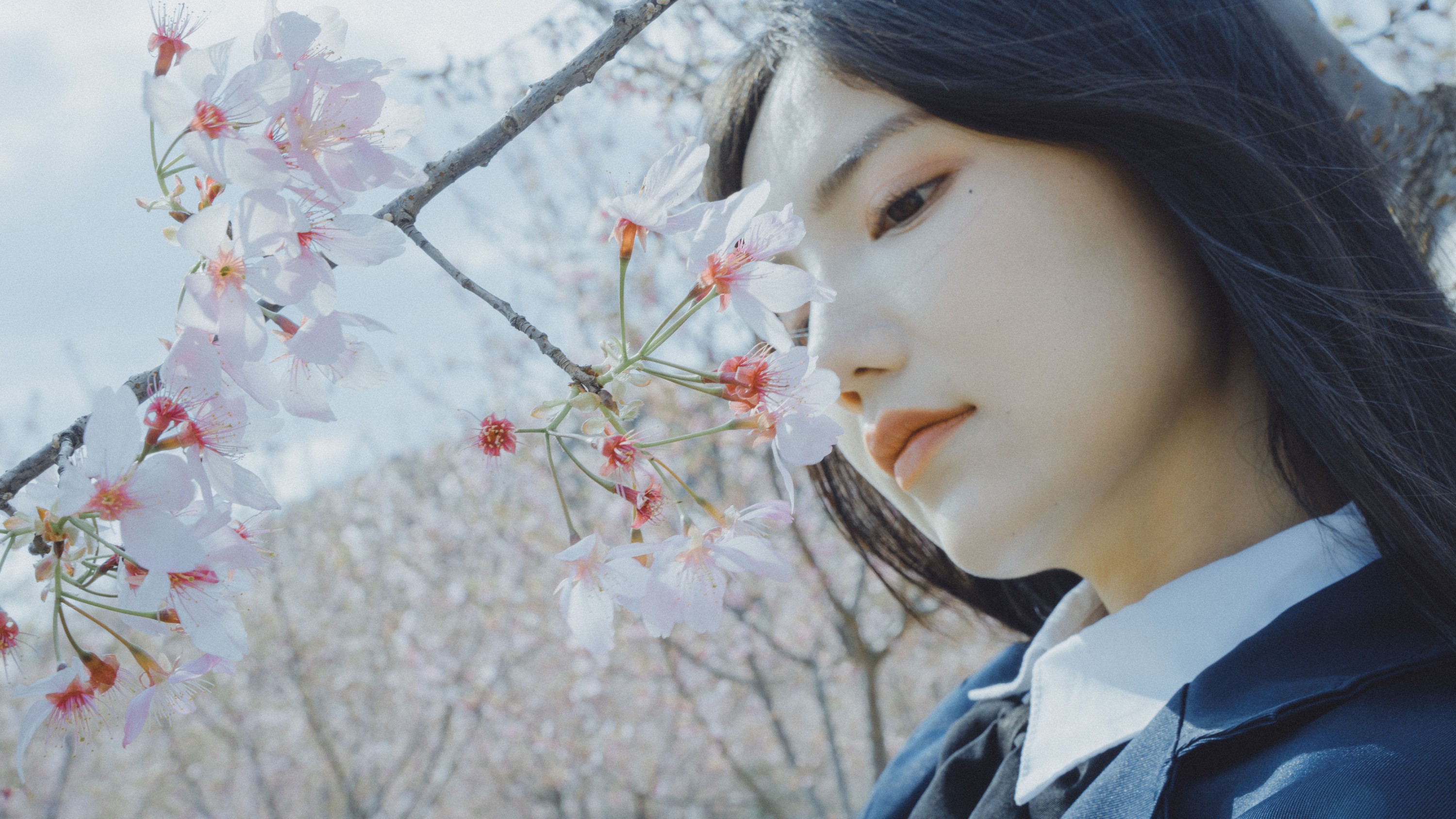 多米Domy – 《樱花已开》[26P]