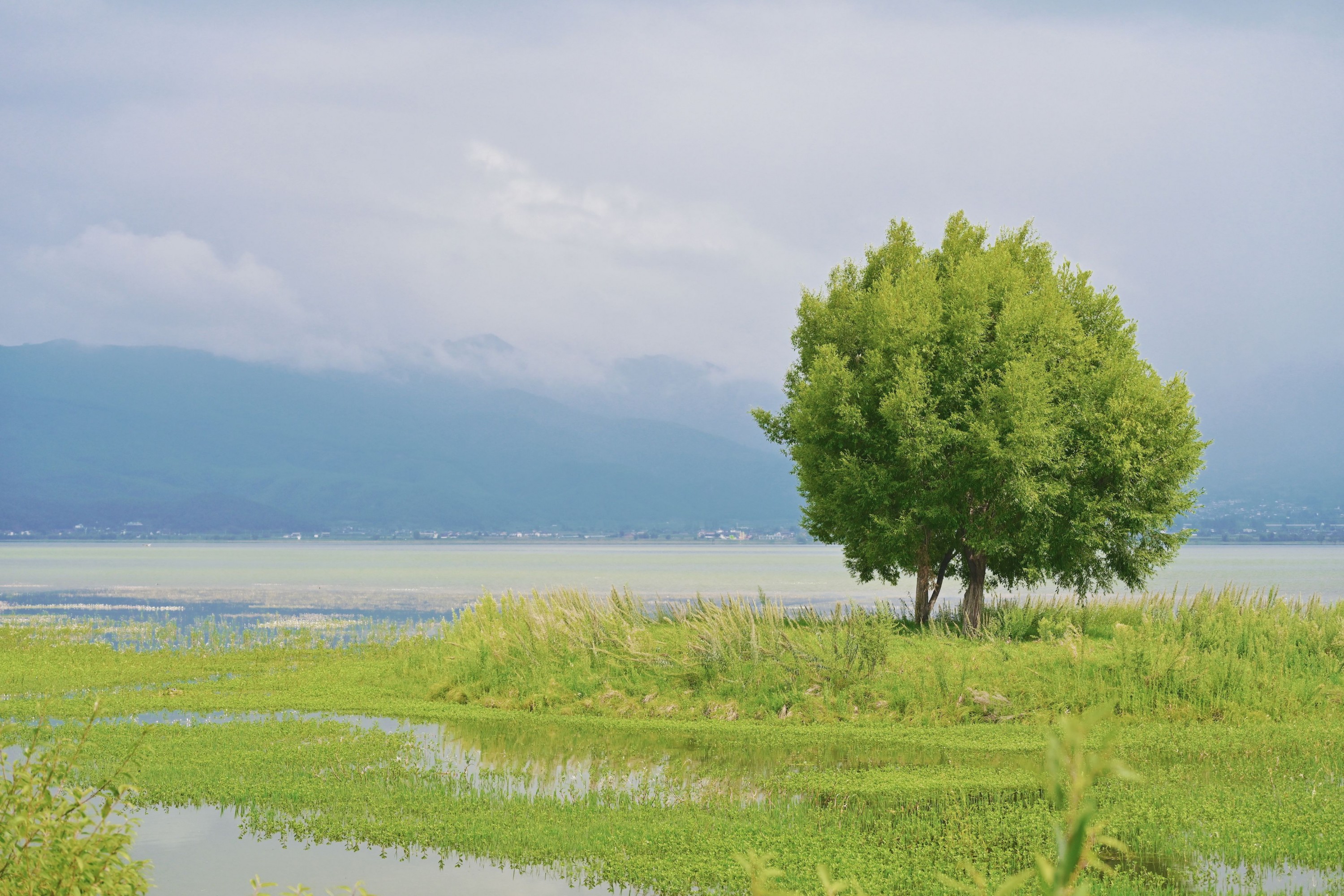  – 《拉市海湿地公园》[13P] 插图1