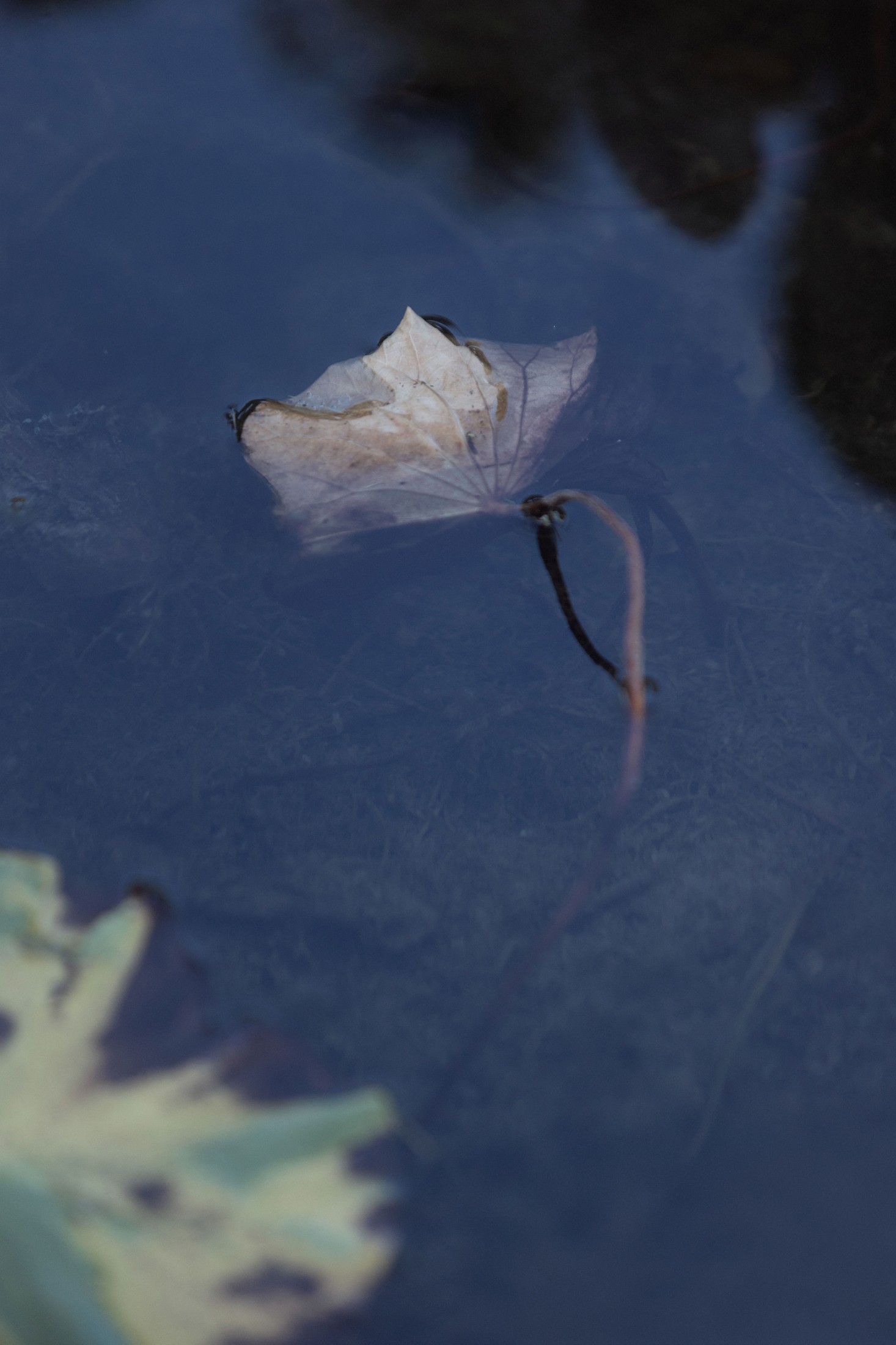 – 《荷韵》[12P]