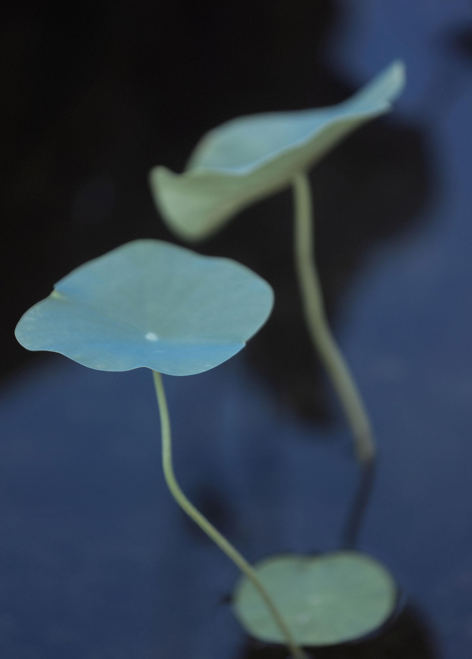 – 《荷韵》[12P]