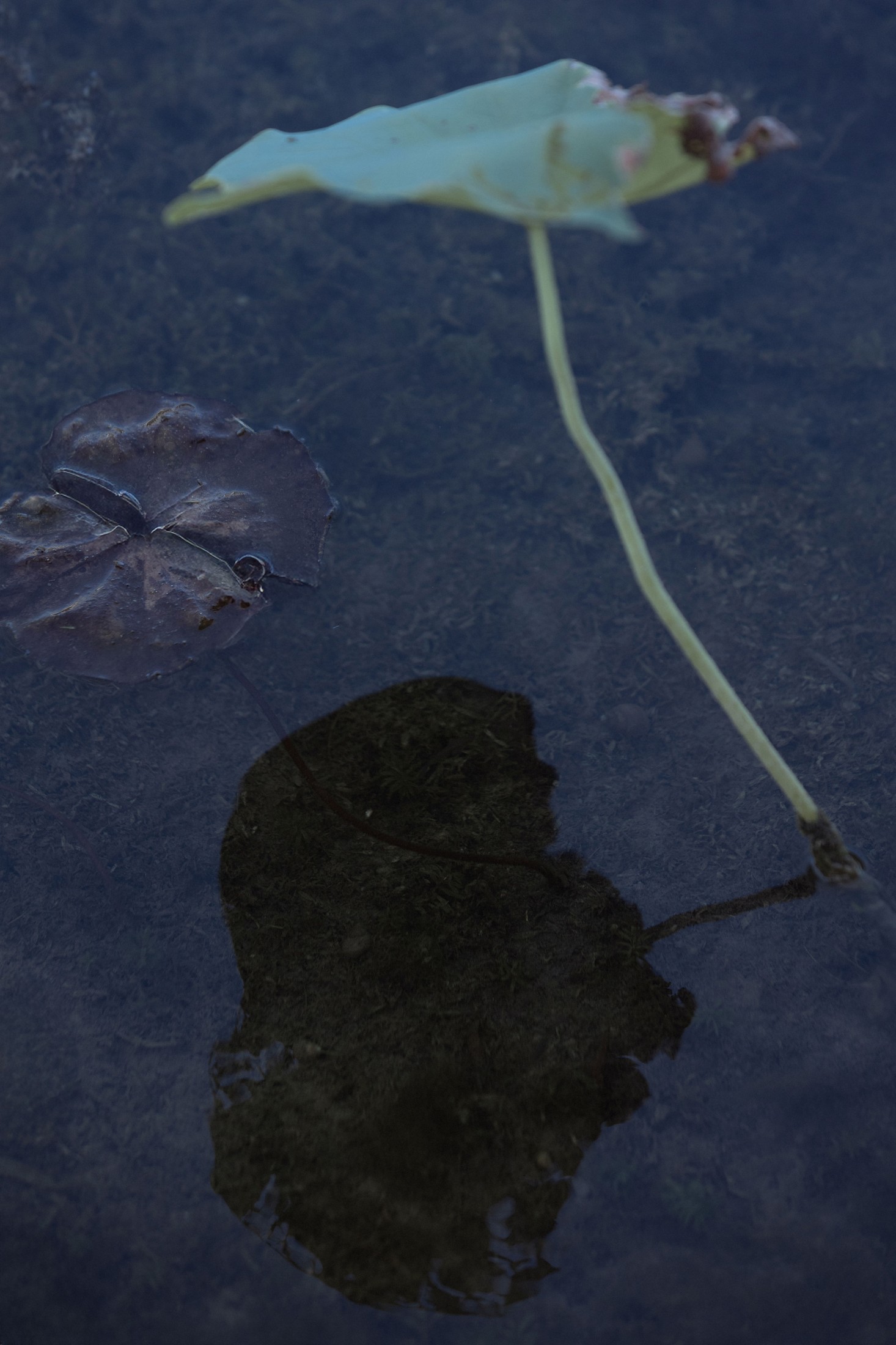 – 《荷韵》[12P]