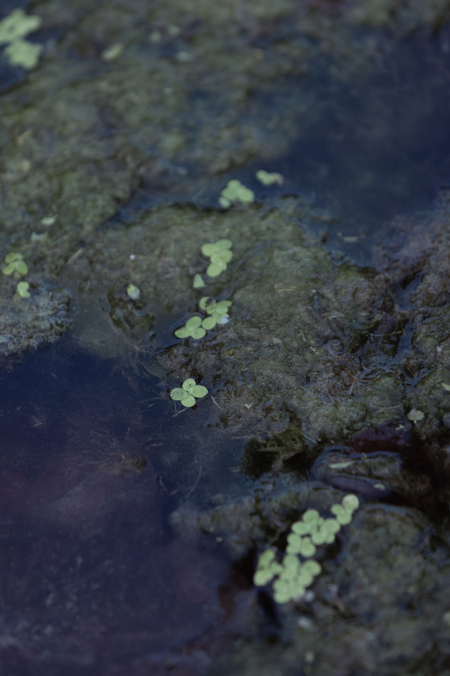 – 《荷韵》[12P]