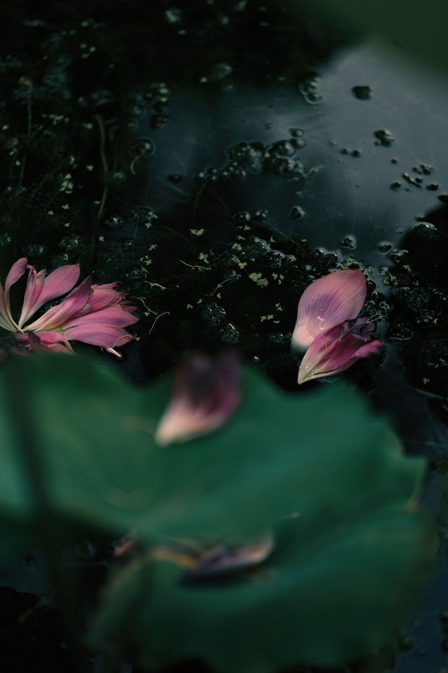 – 《留得残荷听雨声》[48P]