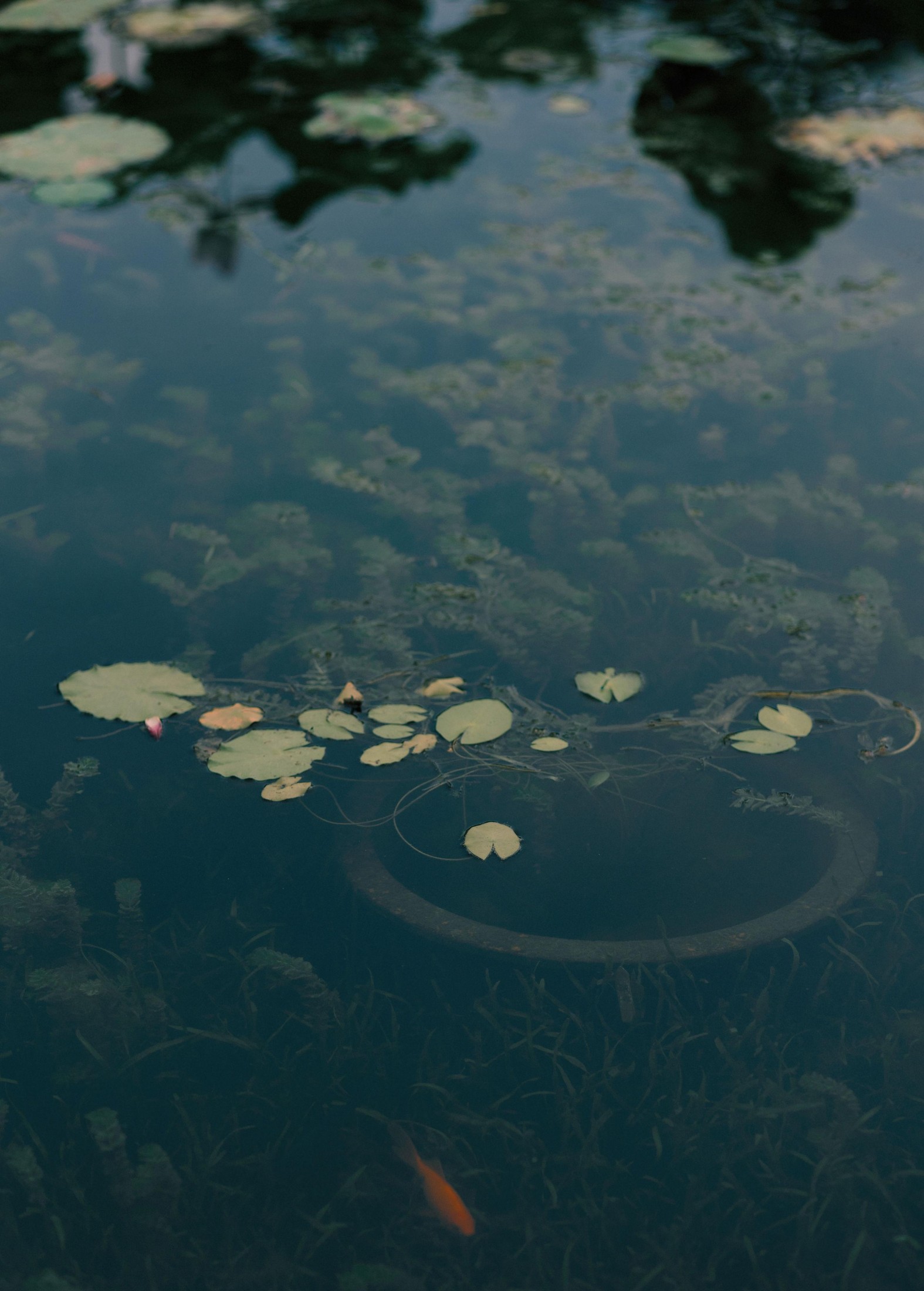 – 《留得残荷听雨声》[48P]