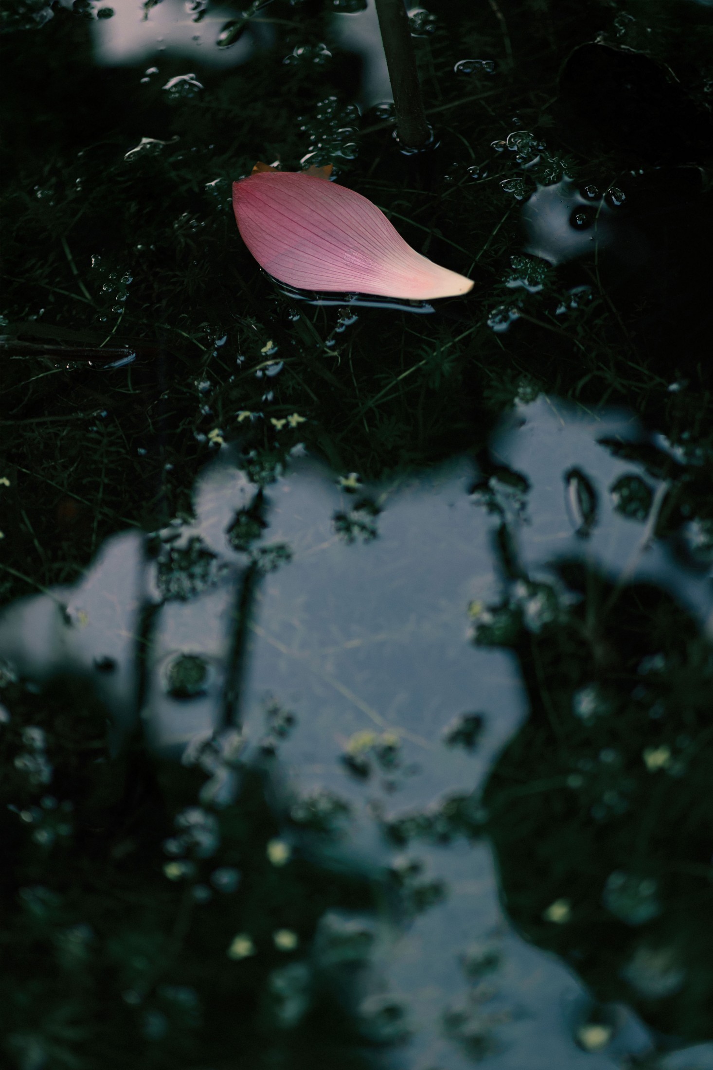 – 《留得残荷听雨声》[48P]