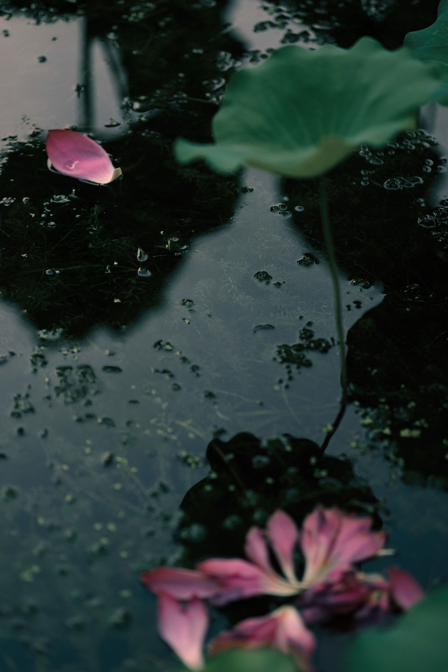 – 《留得残荷听雨声》[48P]