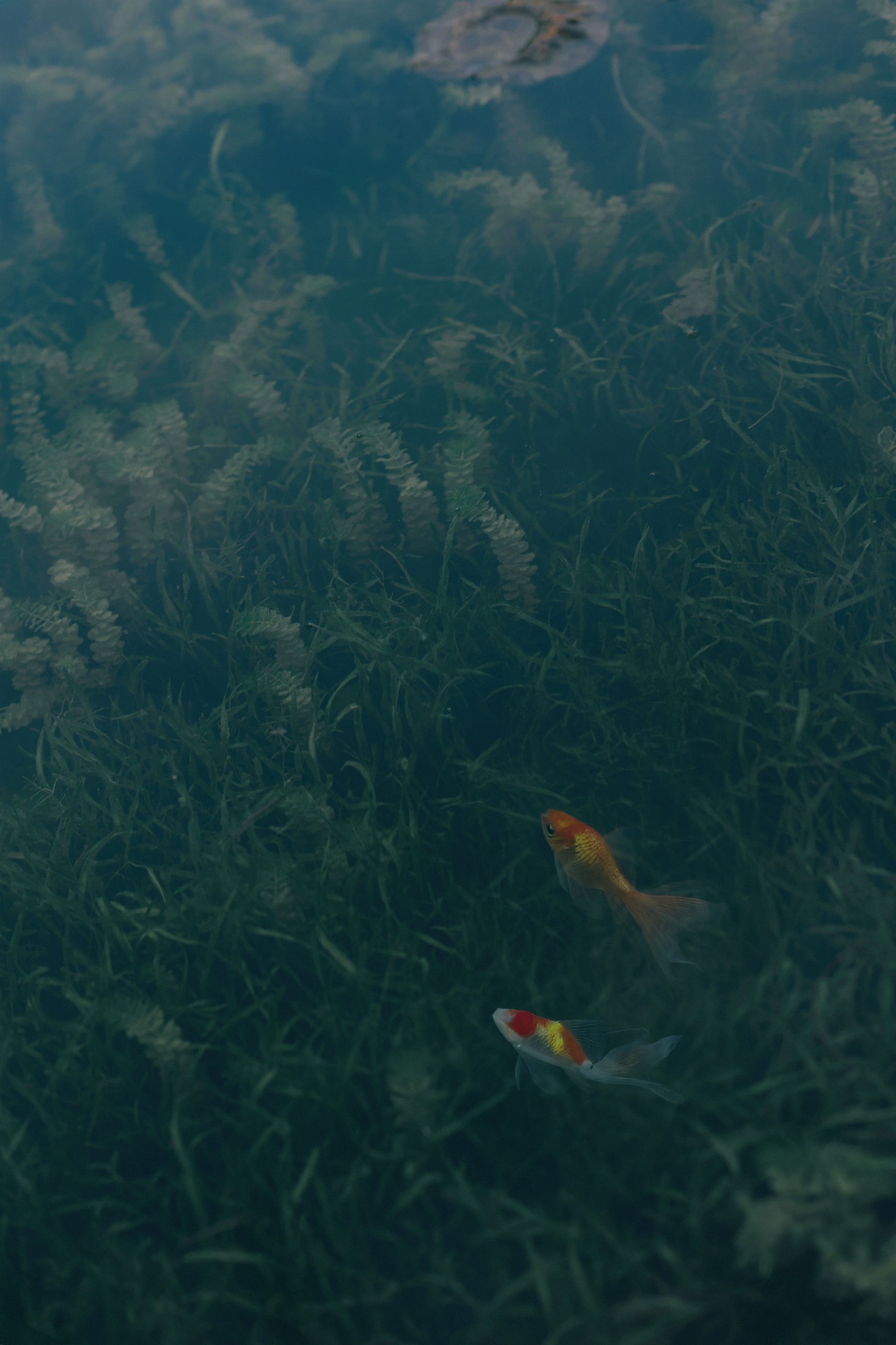 – 《留得残荷听雨声》[48P]