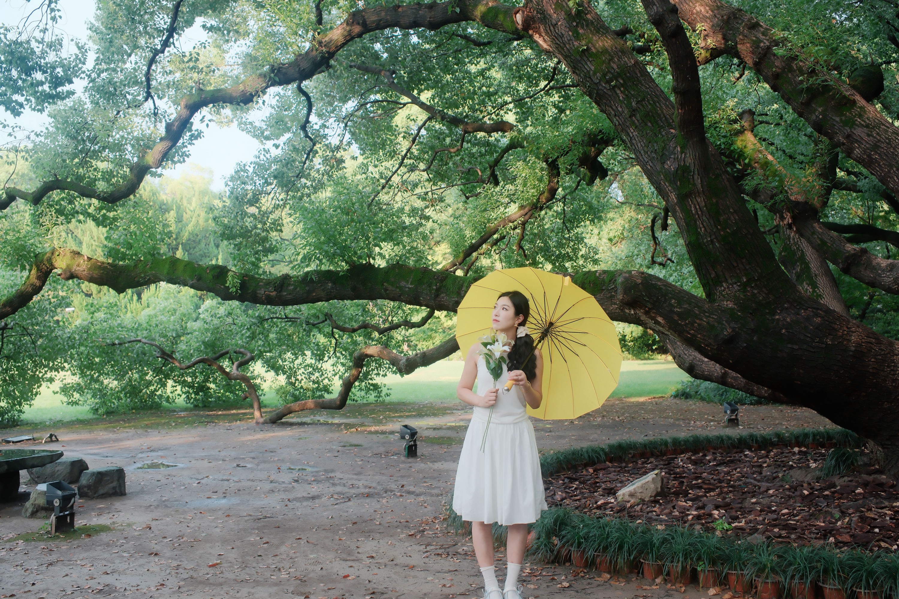 十七的猫 – 《在百年香樟树下》[9P]