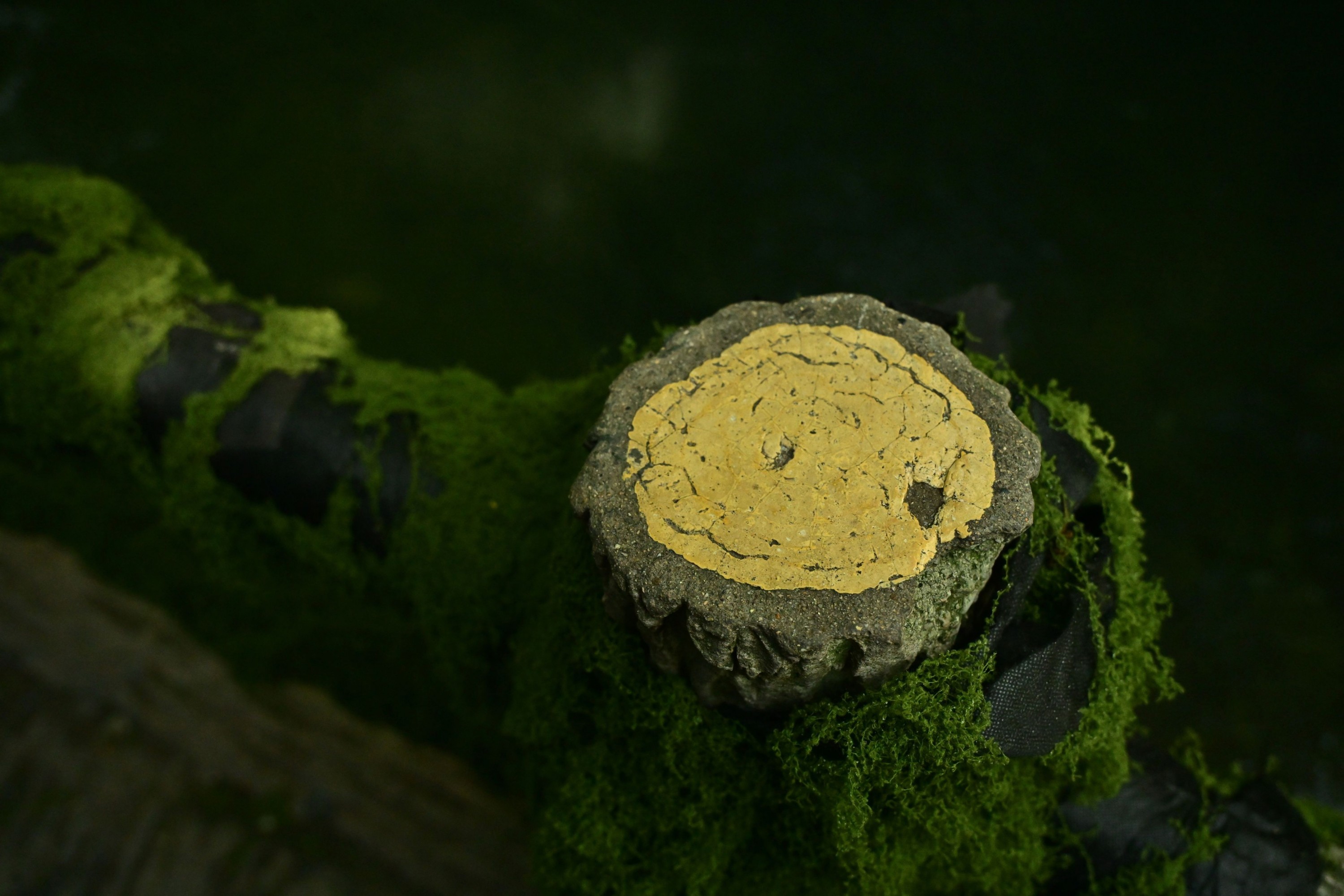 – 《绿意重渡沟》[10P]