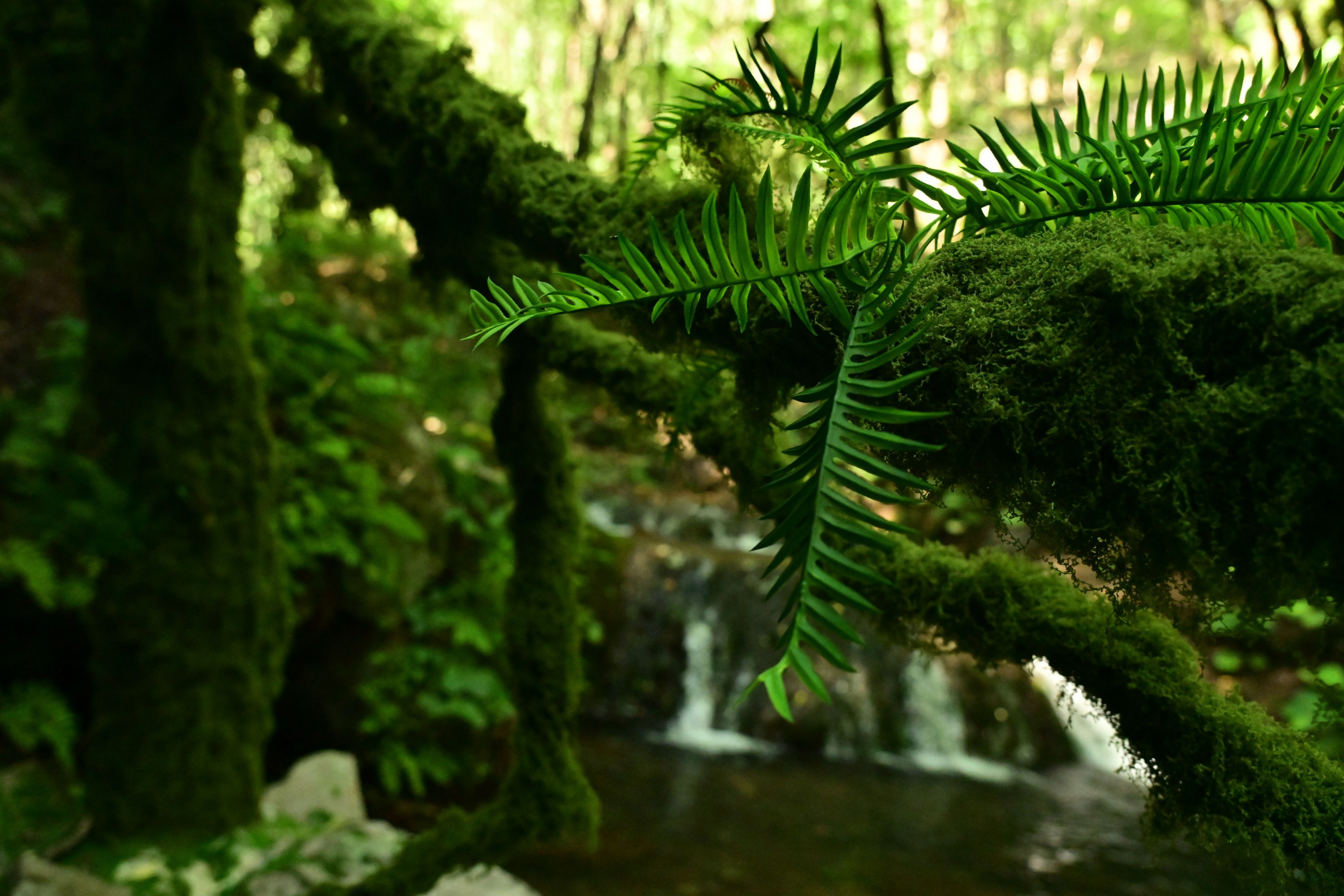 – 《绿意重渡沟》[10P]