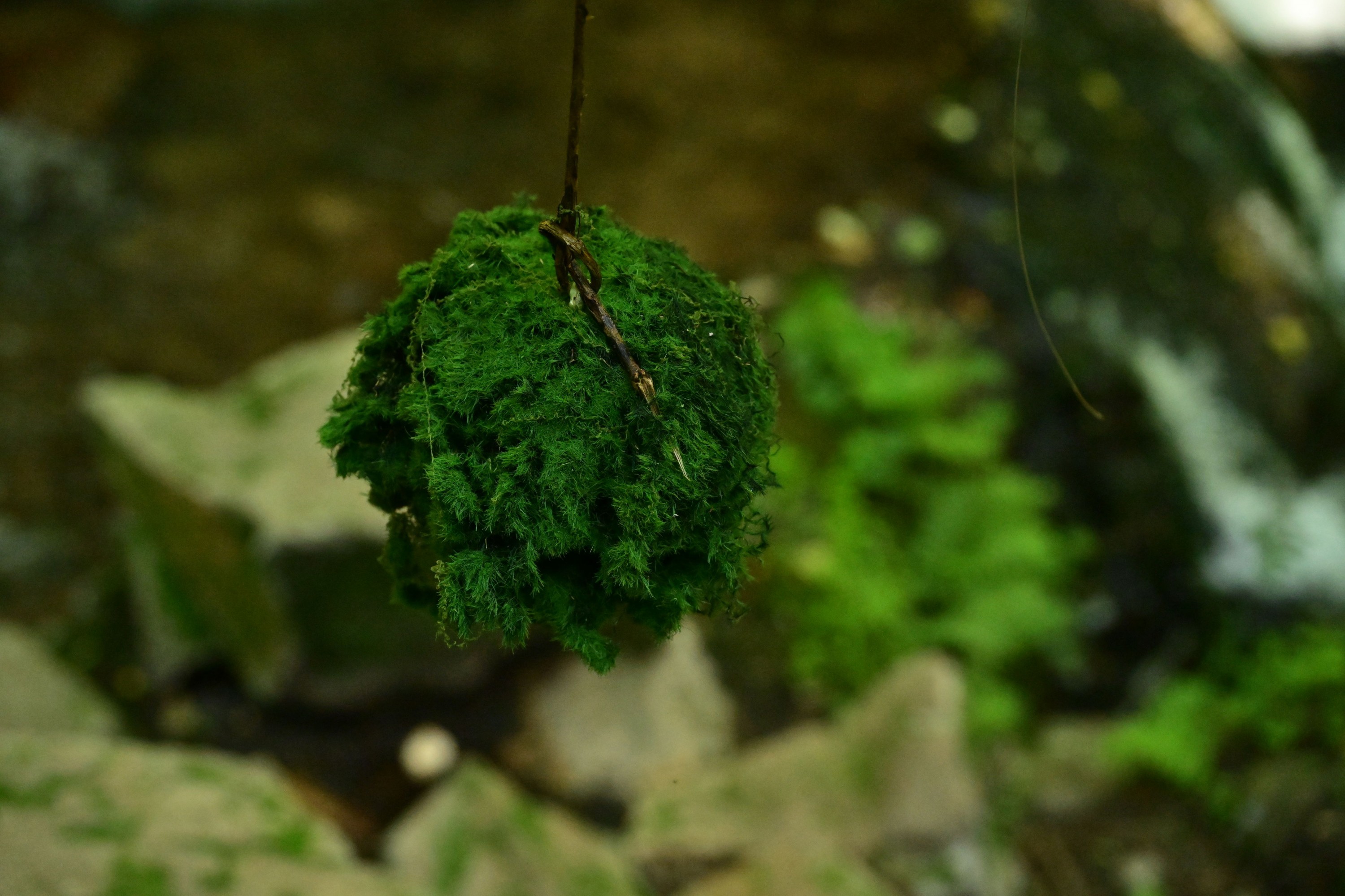 – 《绿意重渡沟》[10P]